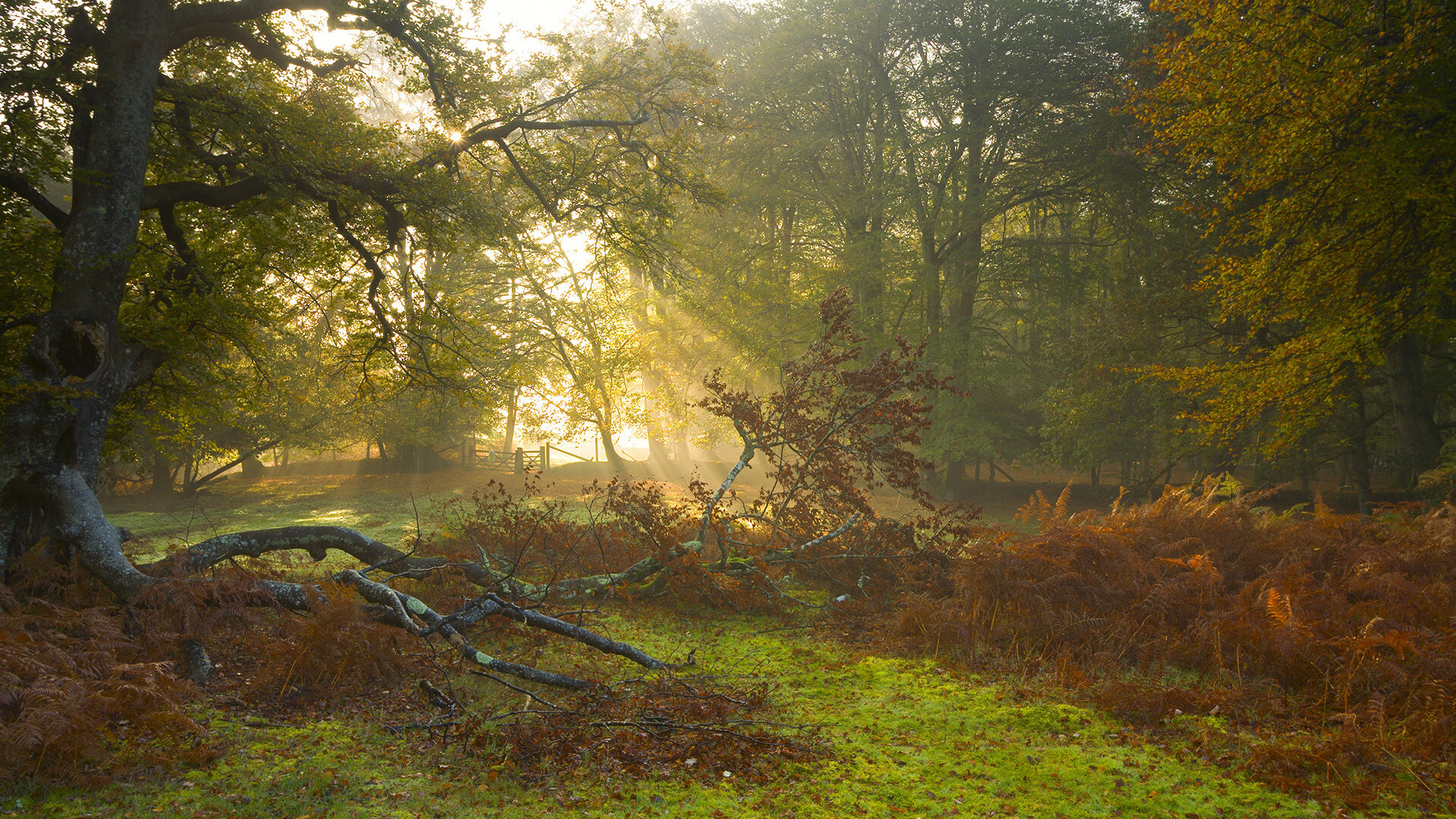 国家篮球裁判员执法规范提升策略,篮球裁判工作