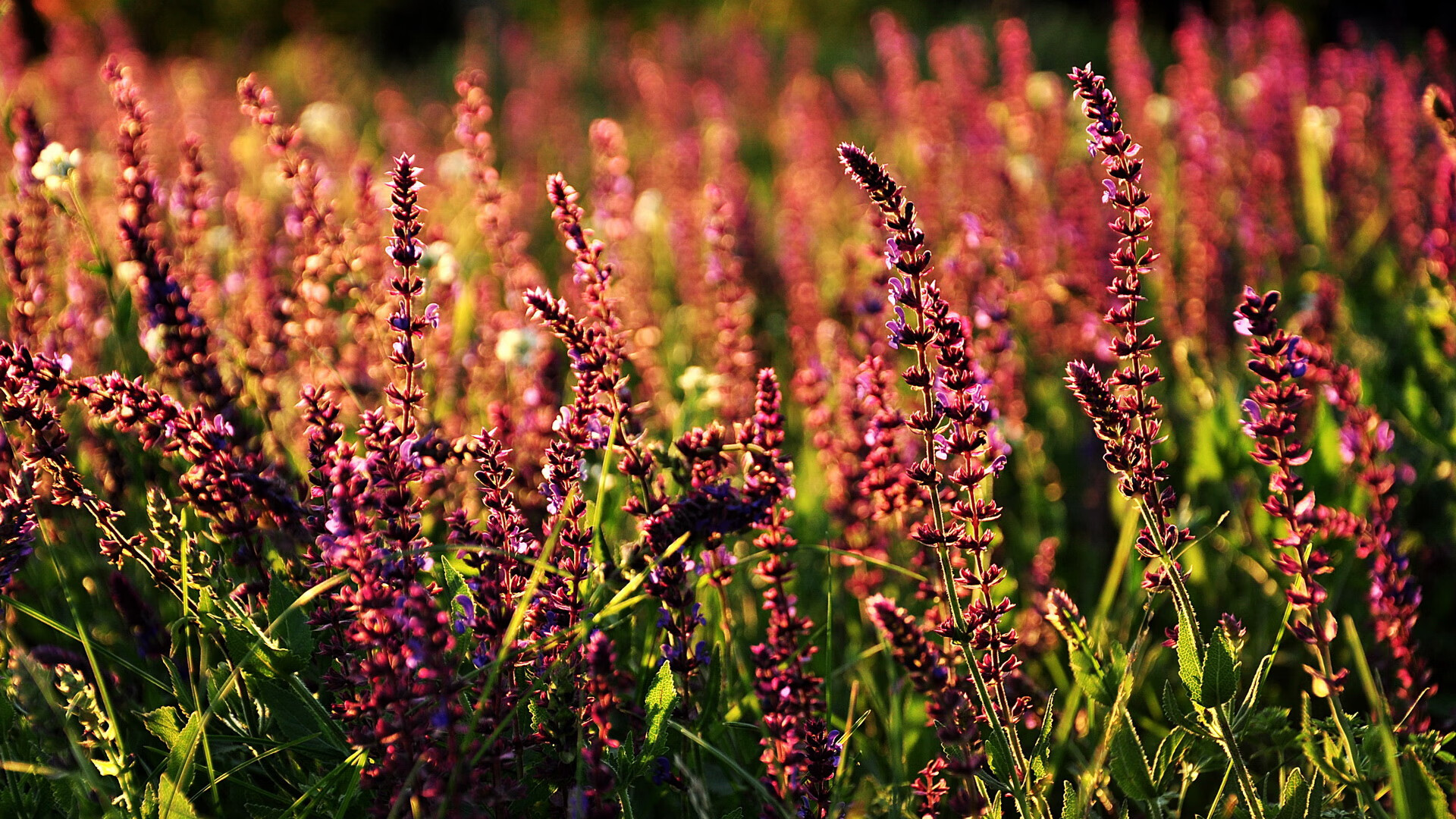 九游体育app下载-骑士掘金对抗，场上激烈角逐震撼球迷，骑士vs掘金今天全场回放