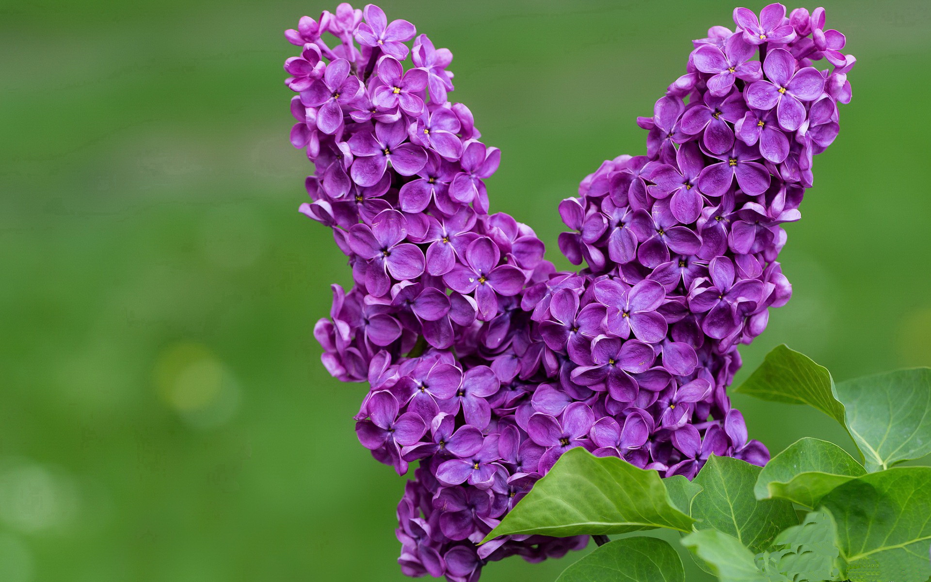 西甲裁判语义识别系统提升VAR判罚准确率，足球var裁判有几个
